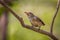 Portrait of young Scarlet-backed Flowerpecker