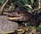 Portrait of a young Schneider`s smooth-fronted caiman, Paleosuchus trigonatus