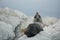 Portrait of a young seal with sharp rocks at Kaikoura, south island of New Zealand