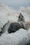 Portrait of a young seal with sharp rocks at Kaikoura, south island of New Zealand