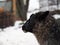 Portrait of a young sheep in the snow. Concept sudden change of weather, cold snap, winter