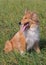 Portrait of of young shetland collie