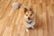 Portrait of a young Shetland Sheepdog