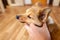 Portrait of a young Shetland Sheepdog