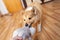 Portrait of a young Shetland Sheepdog