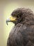 Portrait of a young steppe eagle