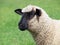 Portrait of young suffolk sheep