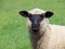 Portrait of young suffolk sheep