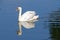 Portrait of young swimming Mute swan