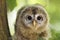 Portrait of young tawny owl - Strix aluco- sit on the branch on summer morning