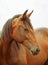 Portrait of young trotter mare in field