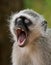 Portrait of a young vervet monkey yawning