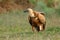 Portrait of a young vulture