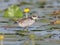 Portrait of young whiskered tern.