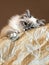 Portrait of young white cat lying on blanket and observes from top of bed inside house on brown backgrounds