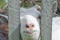 Portrait of a young white goat behind a wooden fence in the village. The animal looking at the camera, posing and leaving the farm