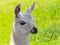 Portrait of a young white llama foal