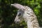 Portrait of a young white llama foal