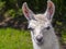 Portrait of a young white llama foal