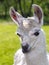 Portrait of a young white llama foal