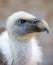 Portrait of a young white vulture