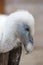 Portrait of a young white vulture