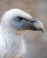 Portrait of a young white vulture