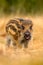 Portrait of young Wild boar, Sus scrofa, running in the grass meadow, red autumn forest in background, animal in the grass habitat