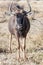 Portrait of a young wildebeest