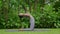 Portrait of a young woman doing yoga in the garden for a workout. Concept of lifestyle fitness and healthy. Asian women are practi