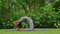 Portrait of a young woman doing yoga in the garden for a workout. Concept of lifestyle fitness and healthy. Asian women are practi
