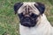 Portrait of a young wrinkled thoroughbred pug on the street. pet head