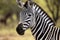 Portrait of a young zebra standing against a green bush