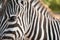 Portrait of a zebra