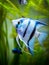 Portrait of a zebra Angelfish in tank fish with blurred background Pterophyllum scalare