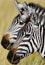 Portrait of a zebra. Close-up. Kenya. Tanzania. National Park. Serengeti. Maasai Mara.