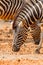 The portrait of Zebra eating some fruit