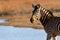 Portrait of a zebra in golden light