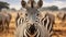 Portrait of zebra herd group in african savanna walking