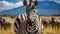 Portrait of zebra herd group in african savanna walking