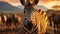 Portrait of zebra herd group in african savanna walking