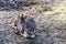 Portrait of a Zebra - Hippotigris. The background is bright