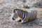 Portrait of a Zebra - Hippotigris. The background is bright