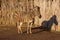 Portrait of a Zebra - Hippotigris. The background is bright