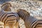 Portrait of a Zebra - Hippotigris. The background is bright