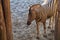 Portrait of a Zebra - Hippotigris. The background is bright