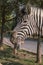Portrait of zebra. Lubango. Angola.