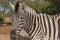 Portrait of zebra. Lubango. Angola.