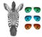 Portrait of Zebra with mirror sunglasses.