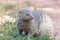 Portrait of a zebra mongoose